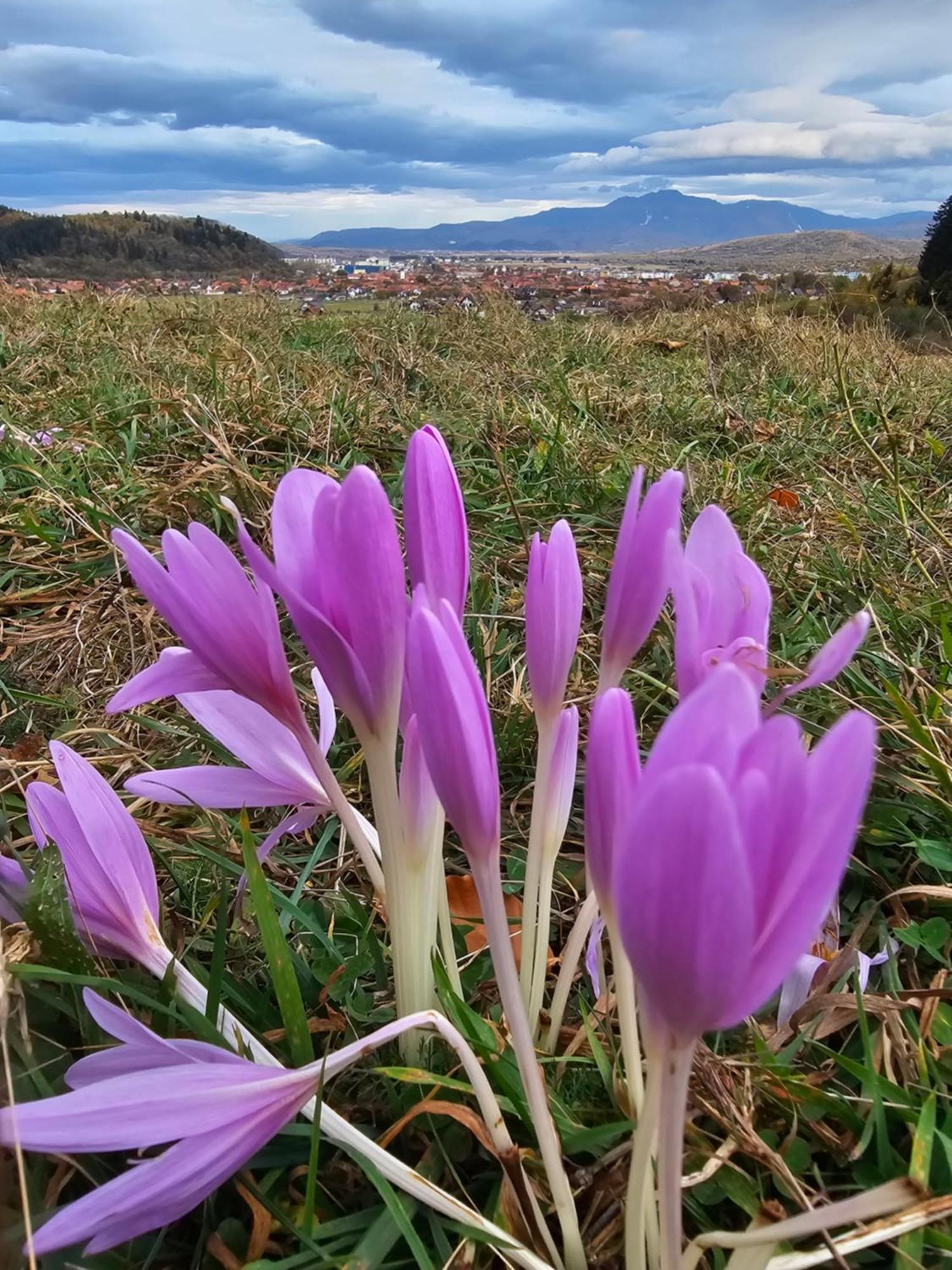 Pensiunea Kyfana Zărneşti Kültér fotó